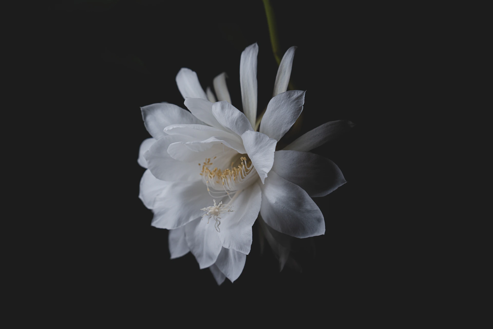 A delicate sculpture photographed against a soft, natural background highlighting its intricate details.