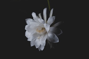 Floral Magnet Accessory