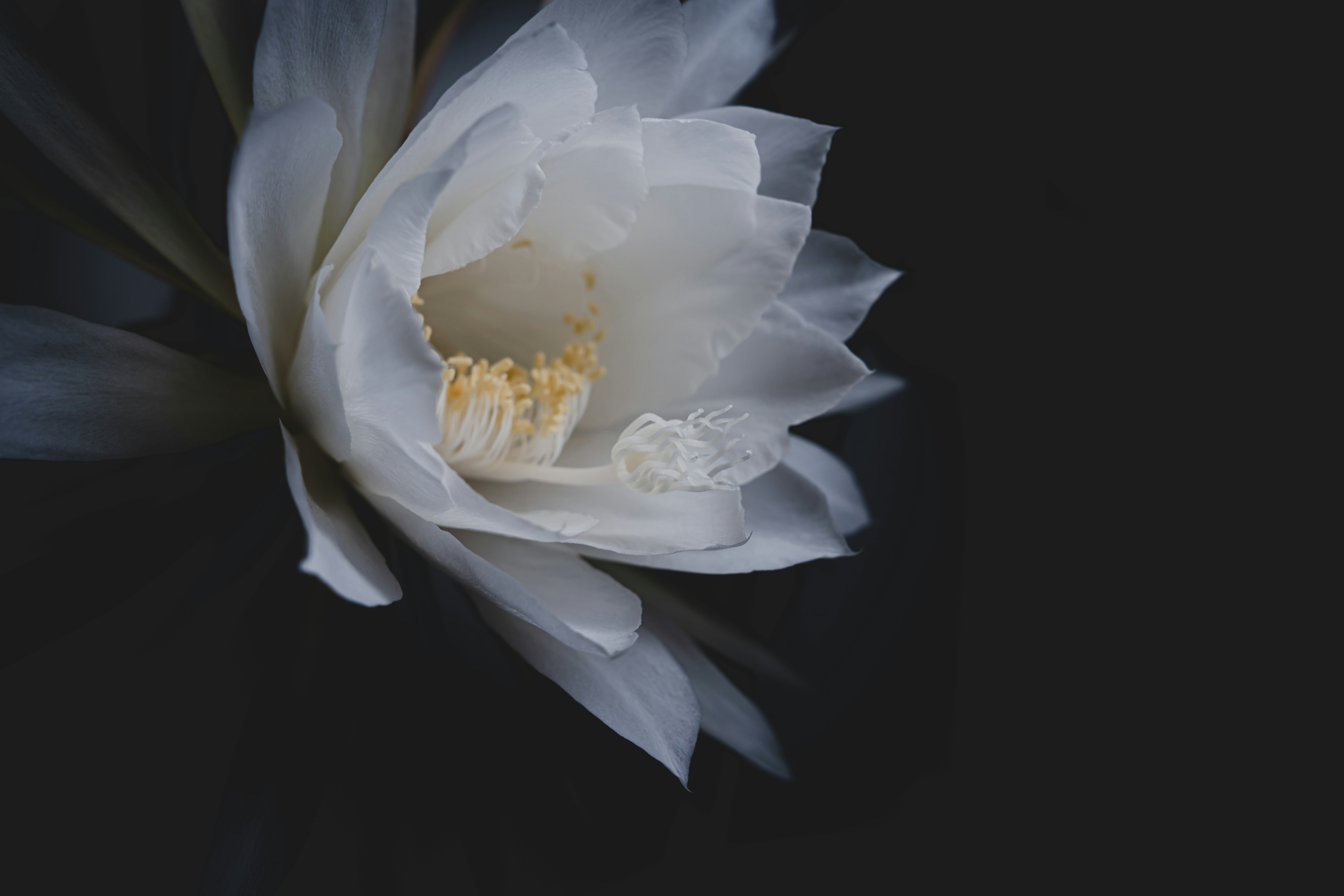 a white flower with a black background