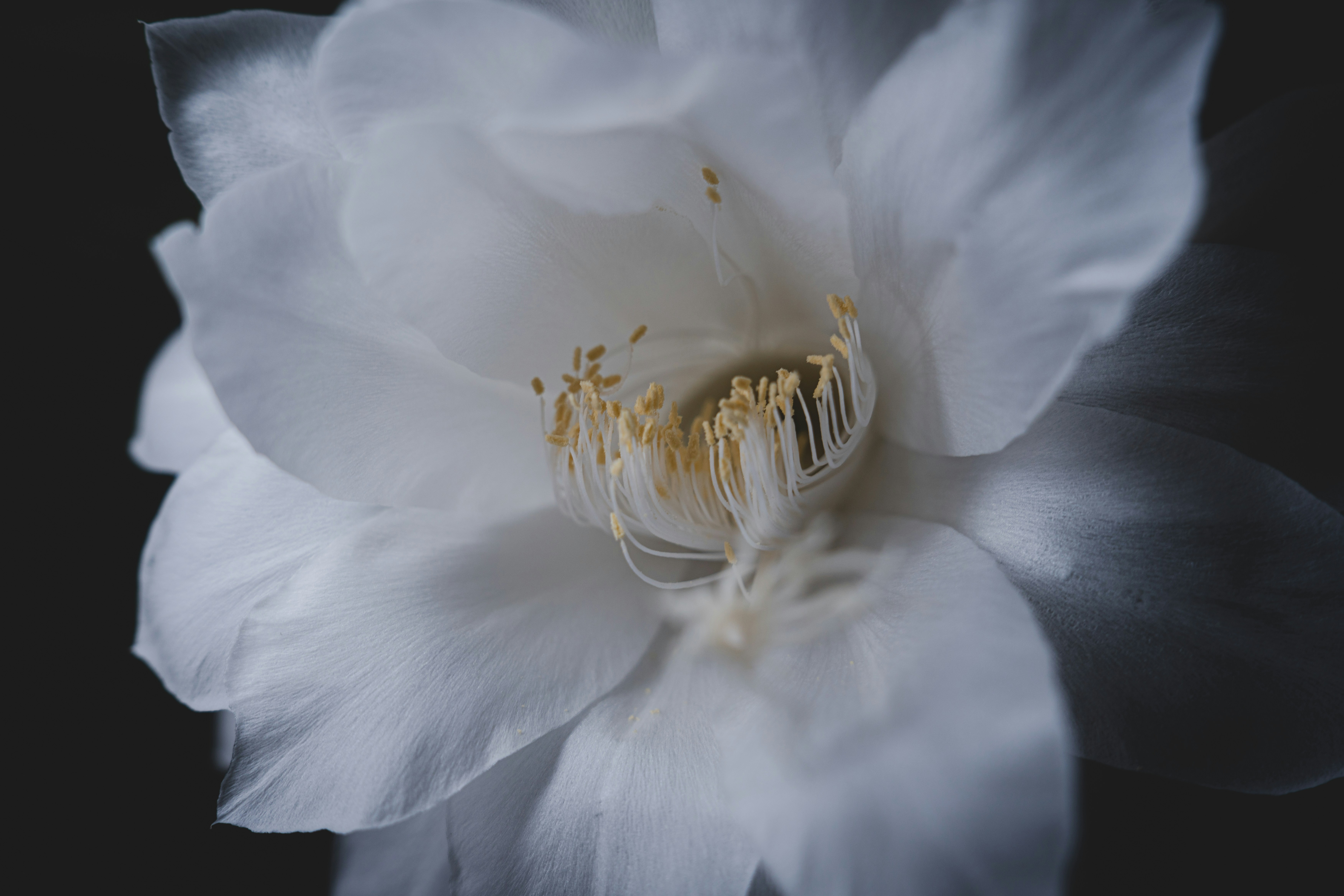 uma flor branca com um fundo preto