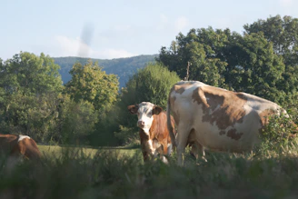 A peaceful rural scene showing cattle grazing near a rustic chapel and a garden under a clear blue sky.