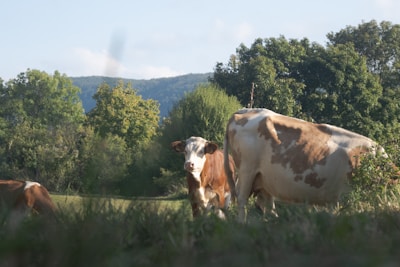 A rustic farm scene showing cows grazing peacefully under a clear blue sky.