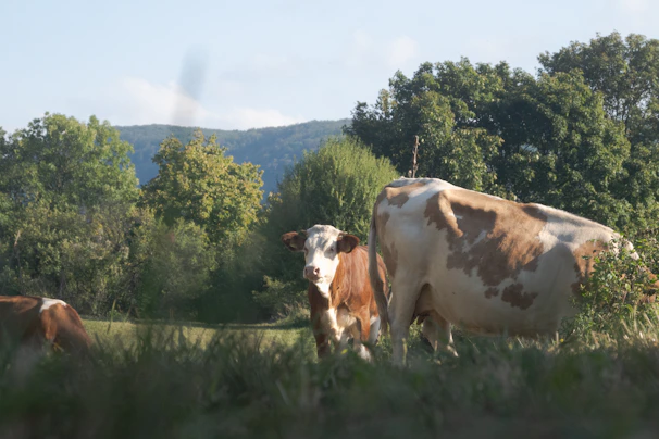 A peaceful rural scene showing cattle grazing near a rustic chapel and a garden under a clear blue sky.