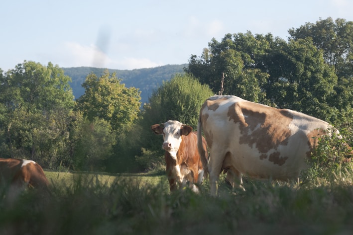 A rustic farm setting with cattle grazing peacefully under a clear sky.