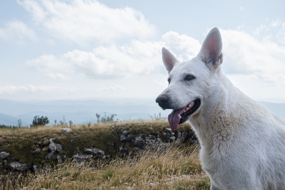 a large white dog standing on top of a grass covered field