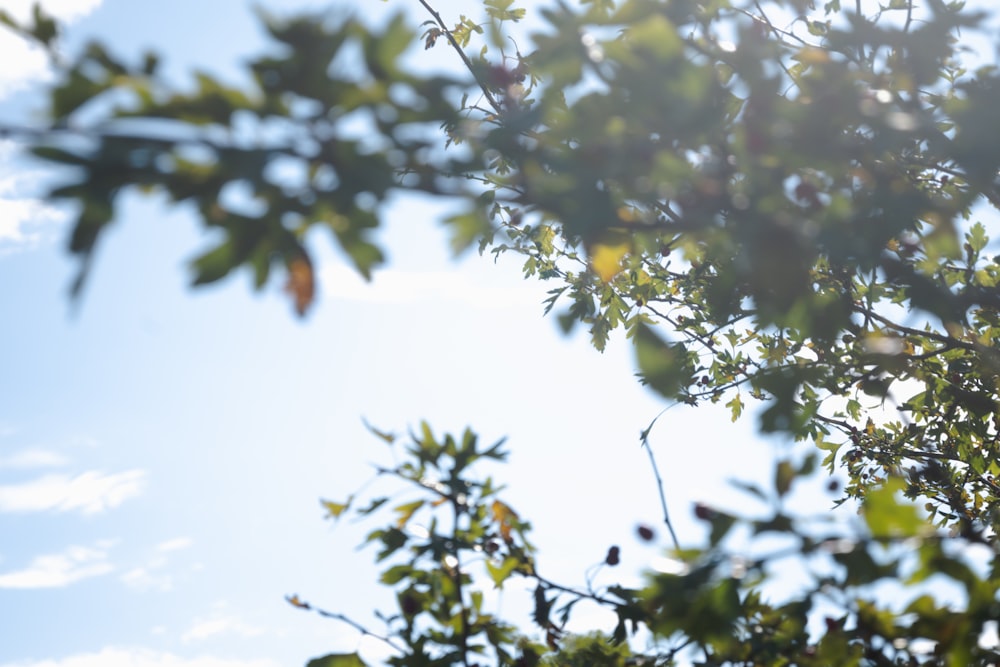 a tree with leaves and a blue sky in the background