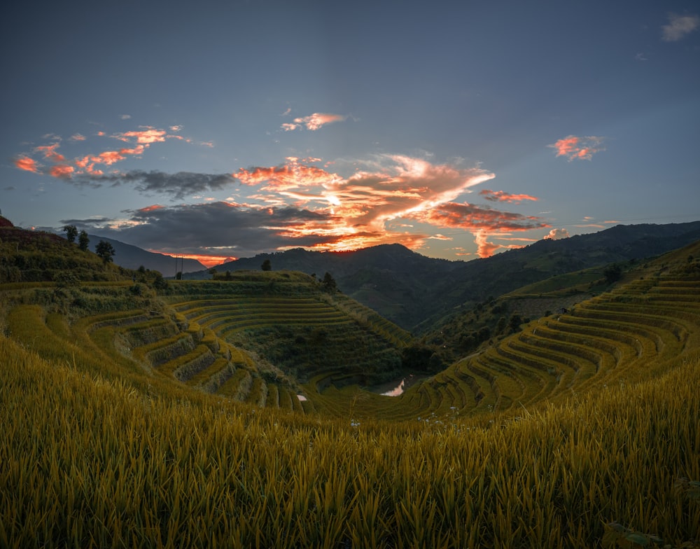 the sun is setting over a rice field