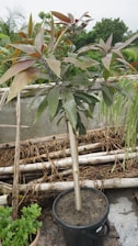 A potted plant with elongated green and reddish-brown leaves set outdoors. The plant is supported by a bamboo stick and is surrounded by other potted plants and some cut bamboo logs. The background reveals a lush, green environment with other trees and plants.