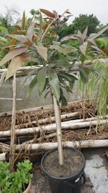A potted plant with elongated green and reddish-brown leaves set outdoors. The plant is supported by a bamboo stick and is surrounded by other potted plants and some cut bamboo logs. The background reveals a lush, green environment with other trees and plants.