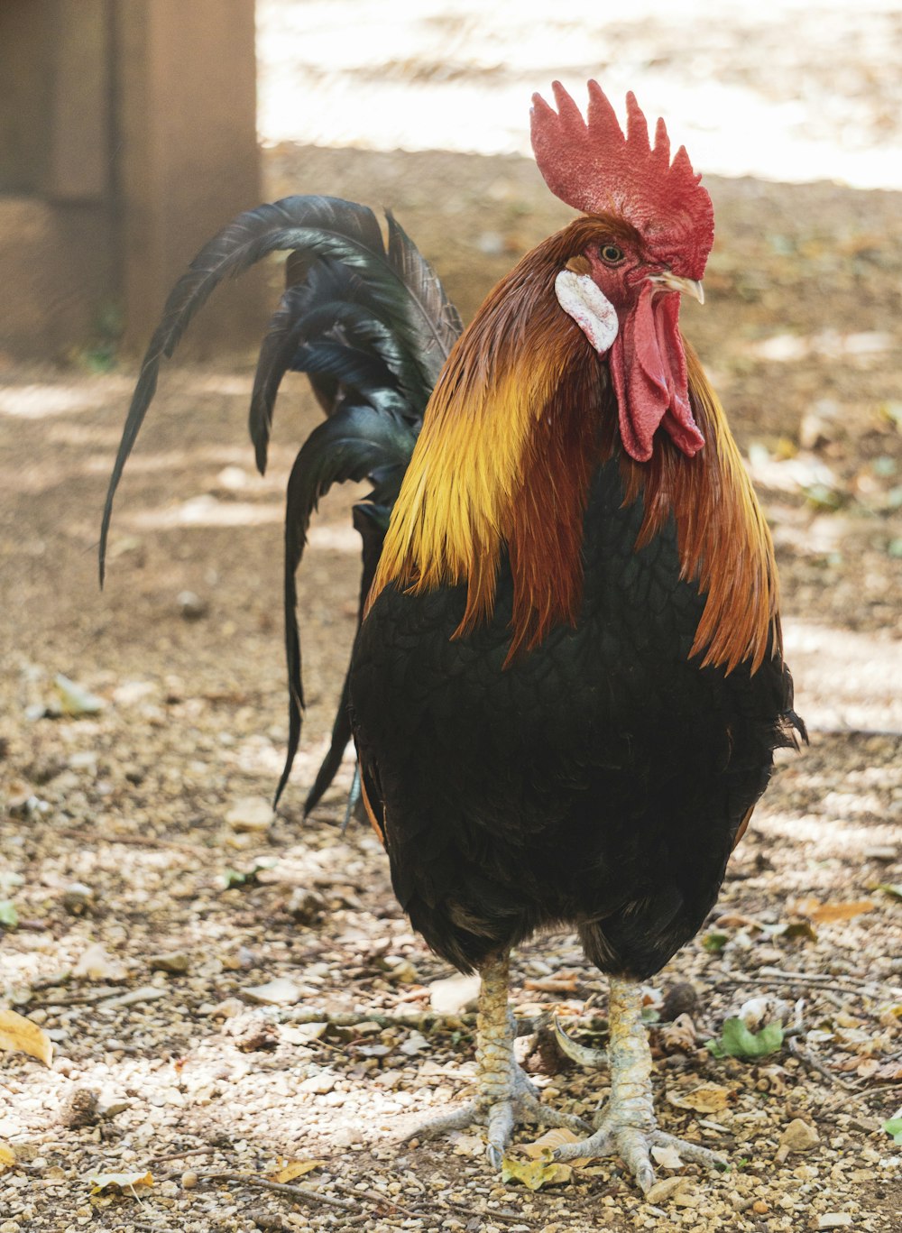 a rooster is standing on the ground
