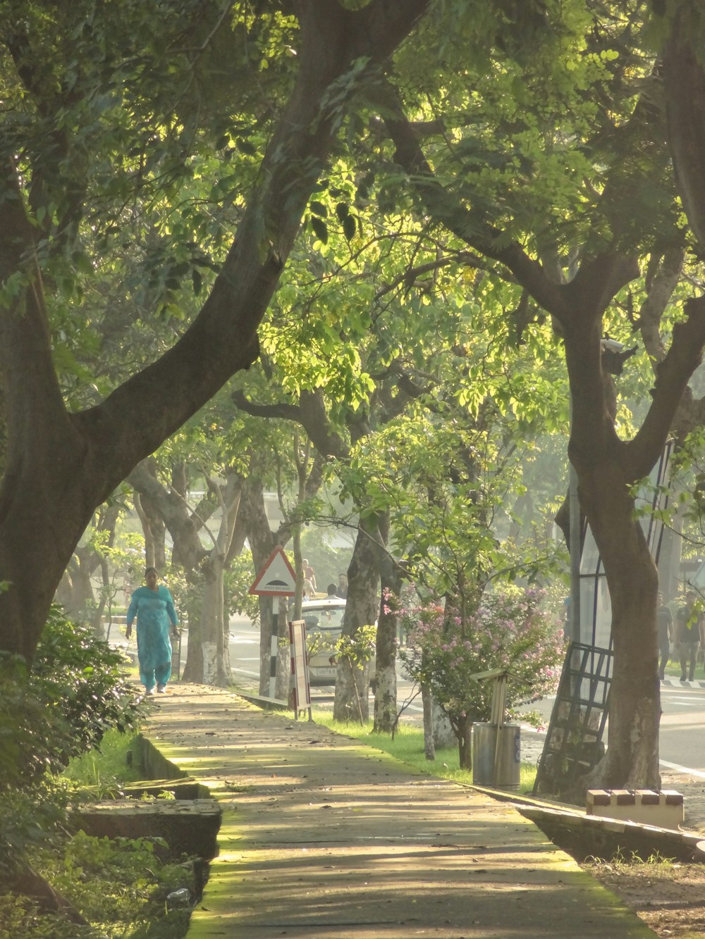 a person walking down a tree lined sidewalk