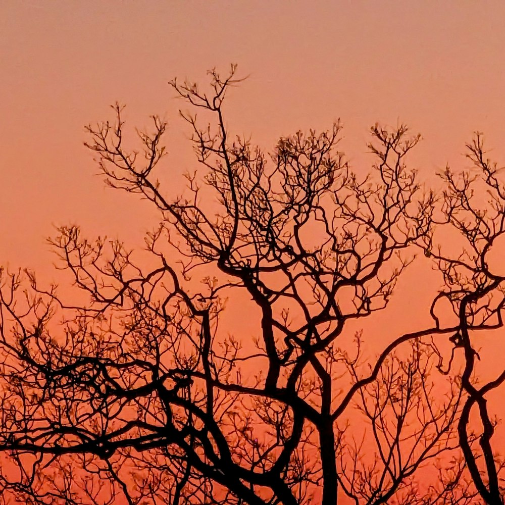 the silhouette of a tree against a pink sky