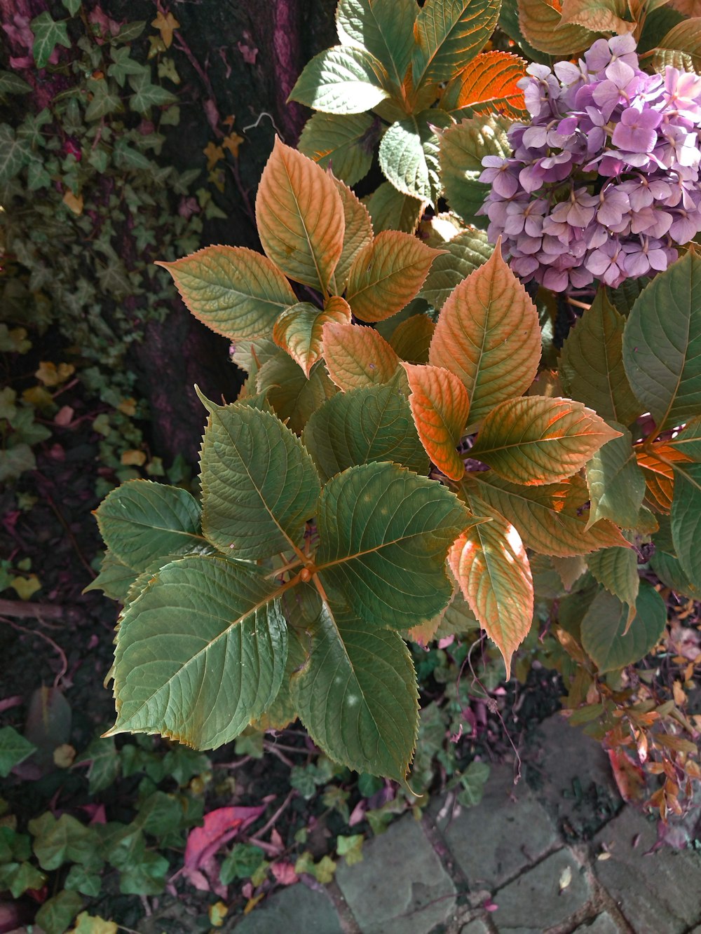 un primo piano di una pianta con foglie e fiori