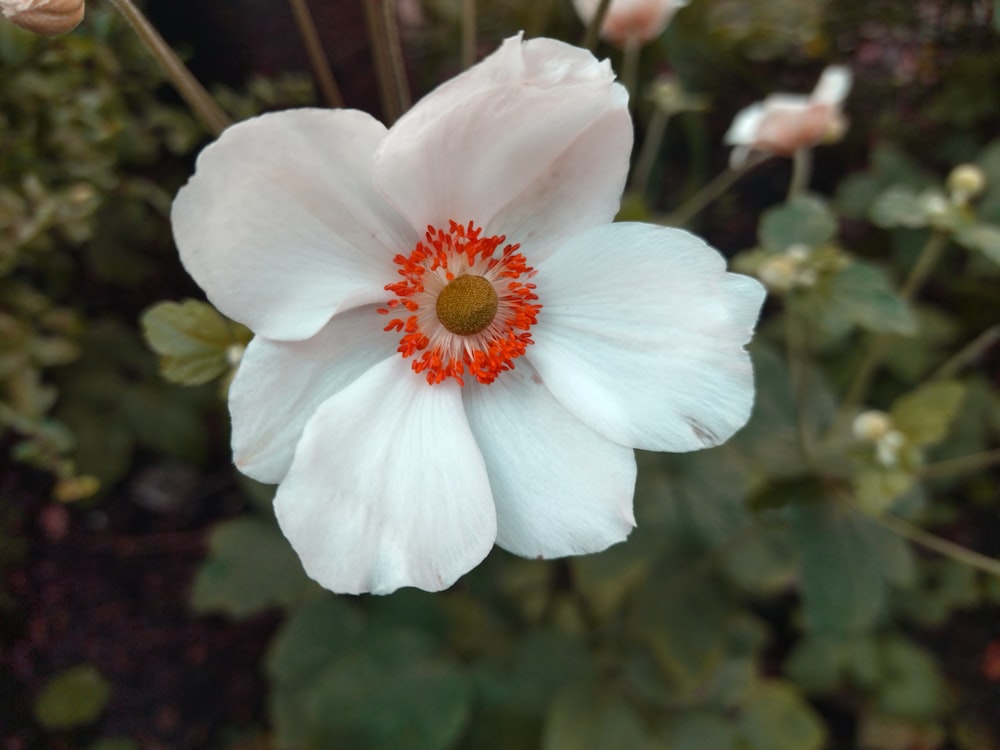 a white flower with a red center surrounded by green leaves