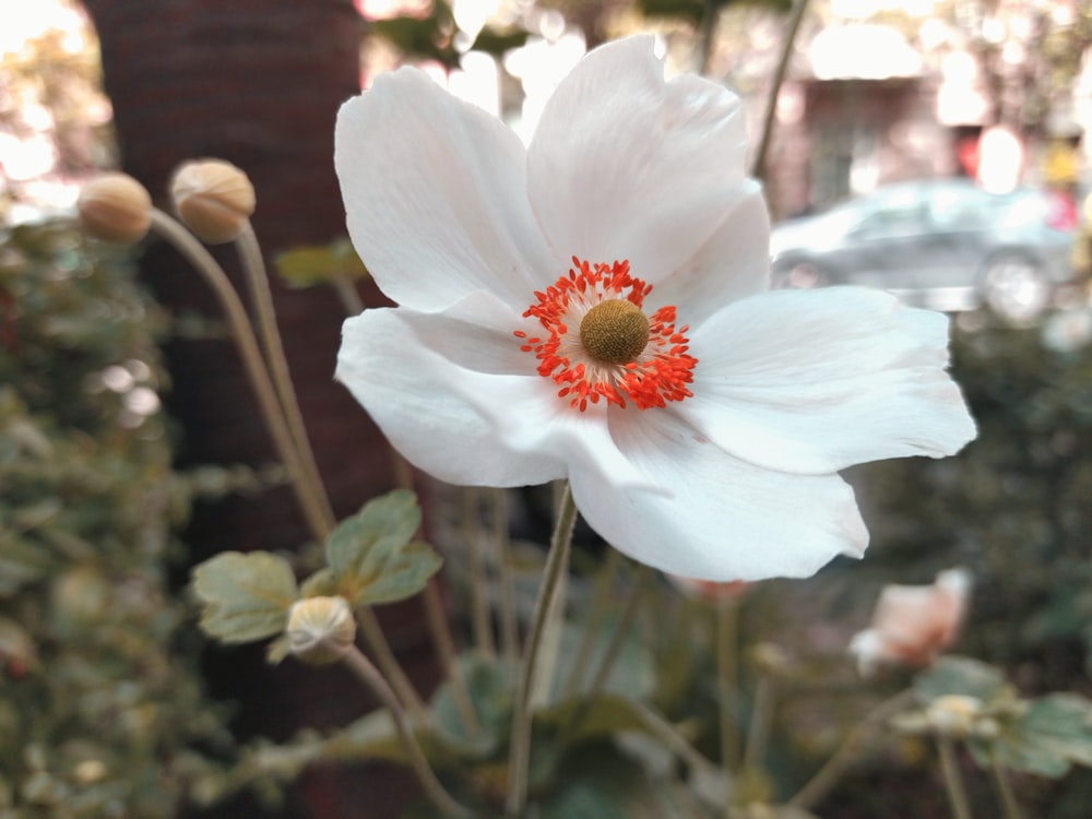 a close up of a white flower with a red center