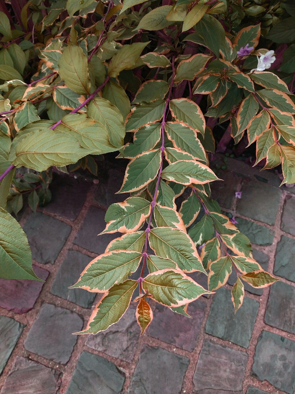 a close up of a leafy plant on a brick walkway