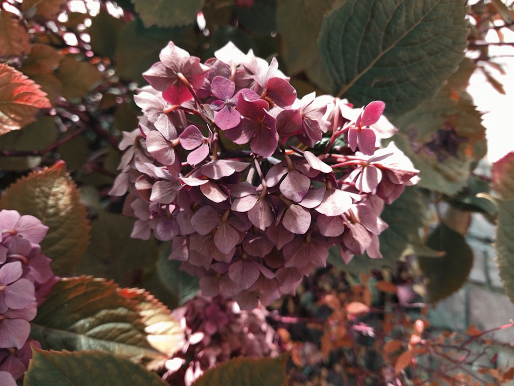 a close up of a bunch of purple flowers