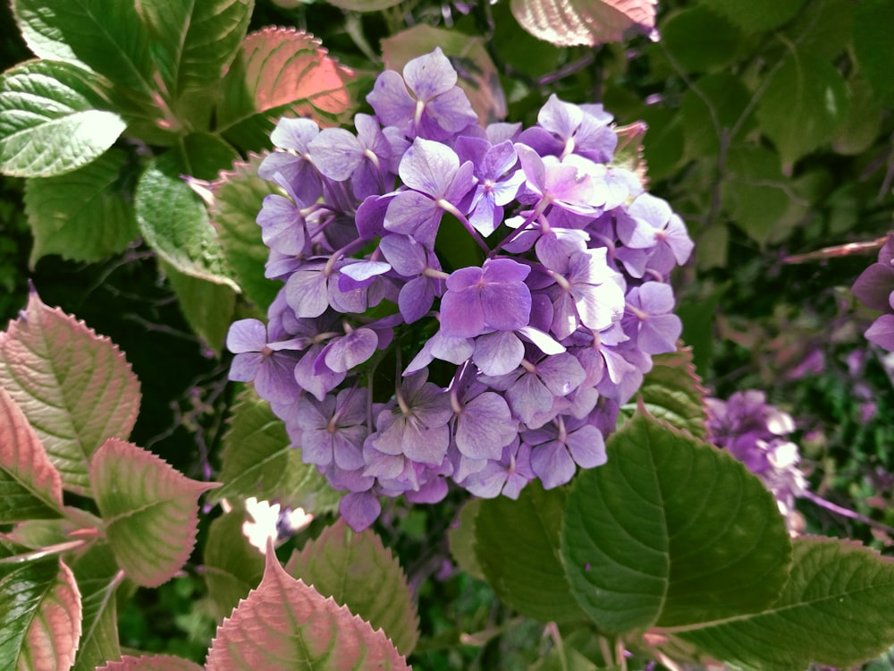 a close up of a purple flower surrounded by green leaves
