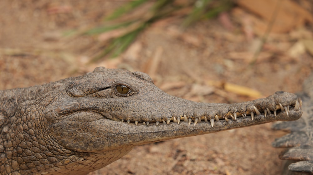 a close up of an alligator's head with its mouth open