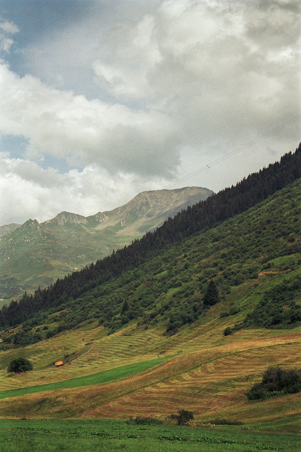 a horse grazing on a lush green hillside