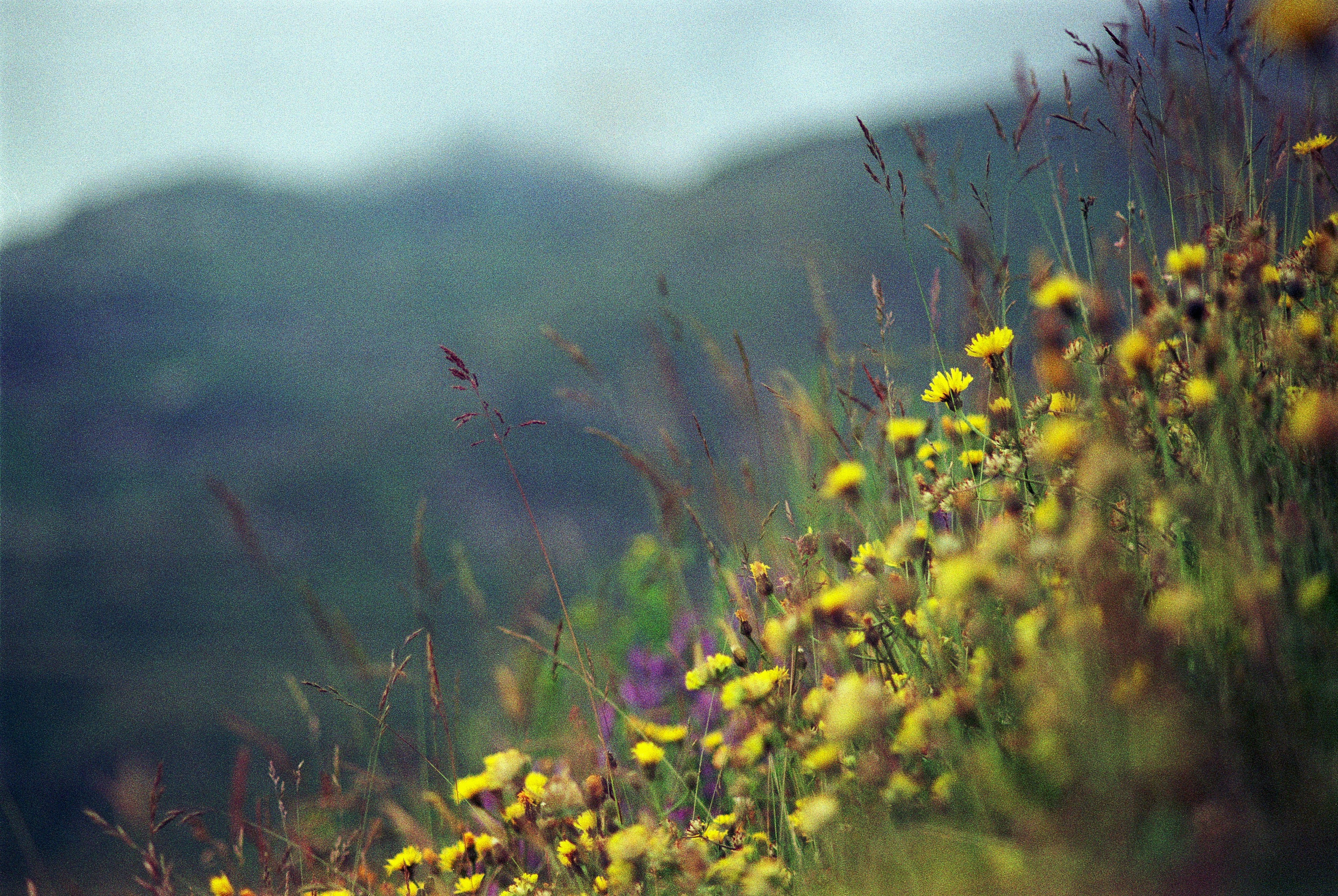 A field of yellow flowers with mountains in the background photo – Free ...