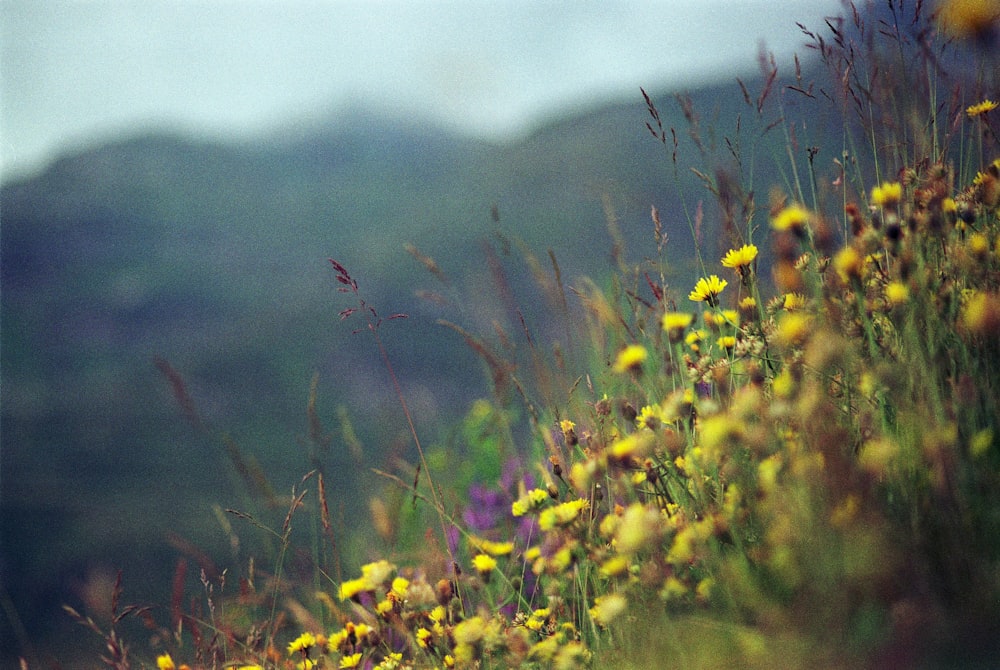 ein gelbes Blumenfeld mit Bergen im Hintergrund