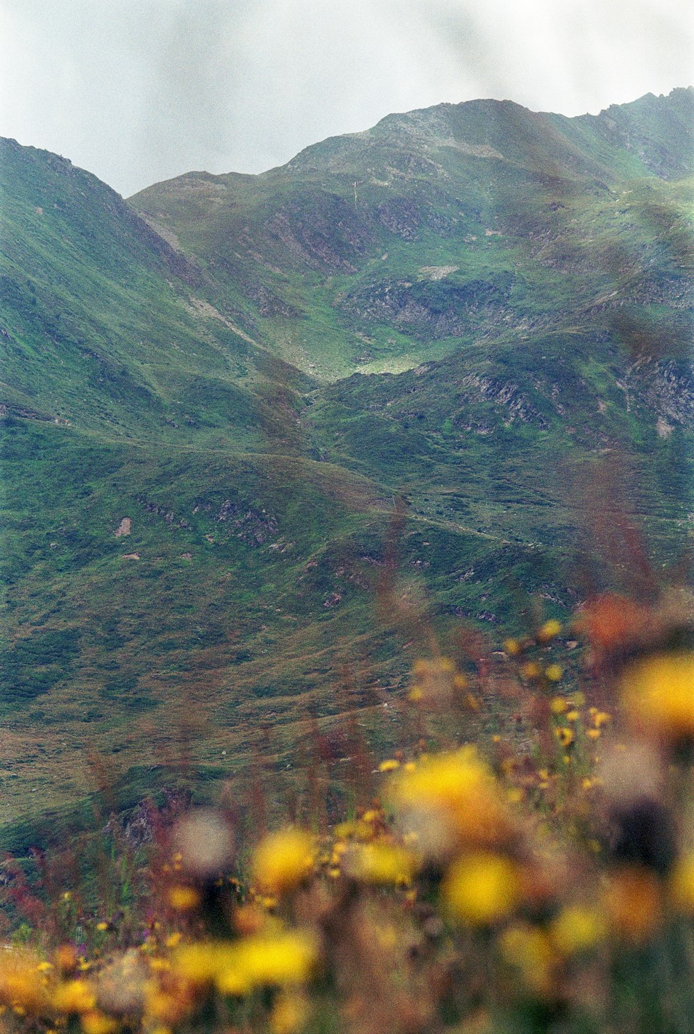 a view of a mountain with yellow flowers in the foreground