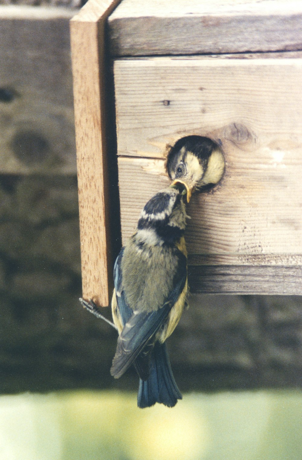 a bird that is hanging upside down from a bird feeder