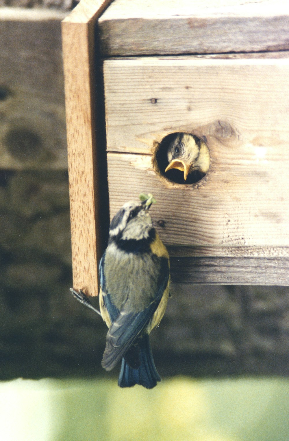 a bird that is standing on a piece of wood