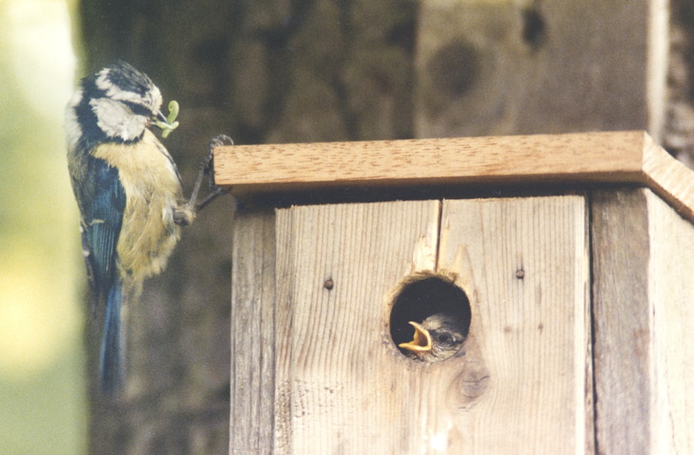 a bird that is sitting on top of a birdhouse