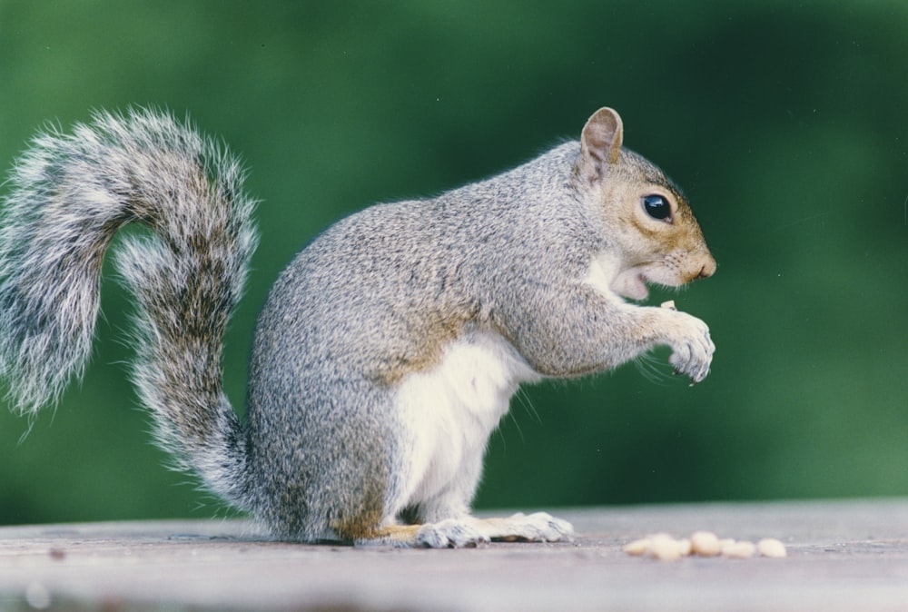 a squirrel is standing on its hind legs