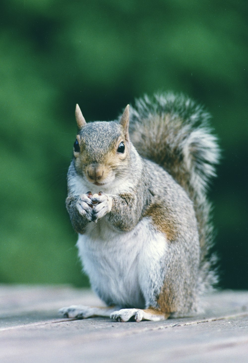 a squirrel is standing on its hind legs