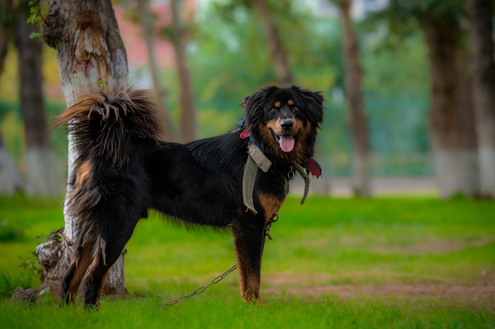 Un perro negro y marrón parado junto a un árbol