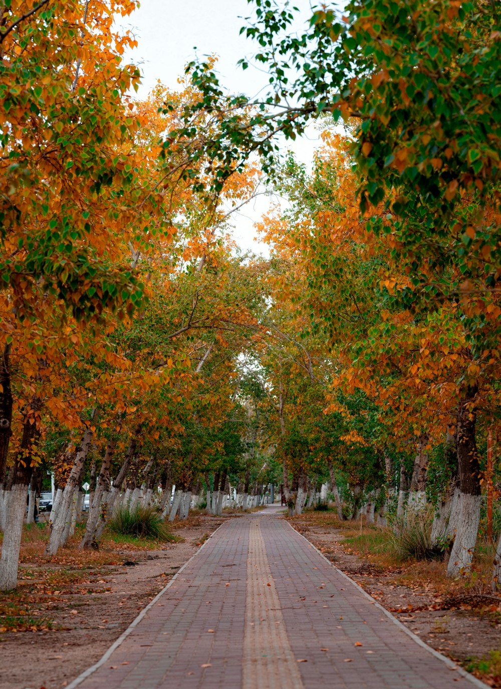 a brick road surrounded by trees with orange leaves