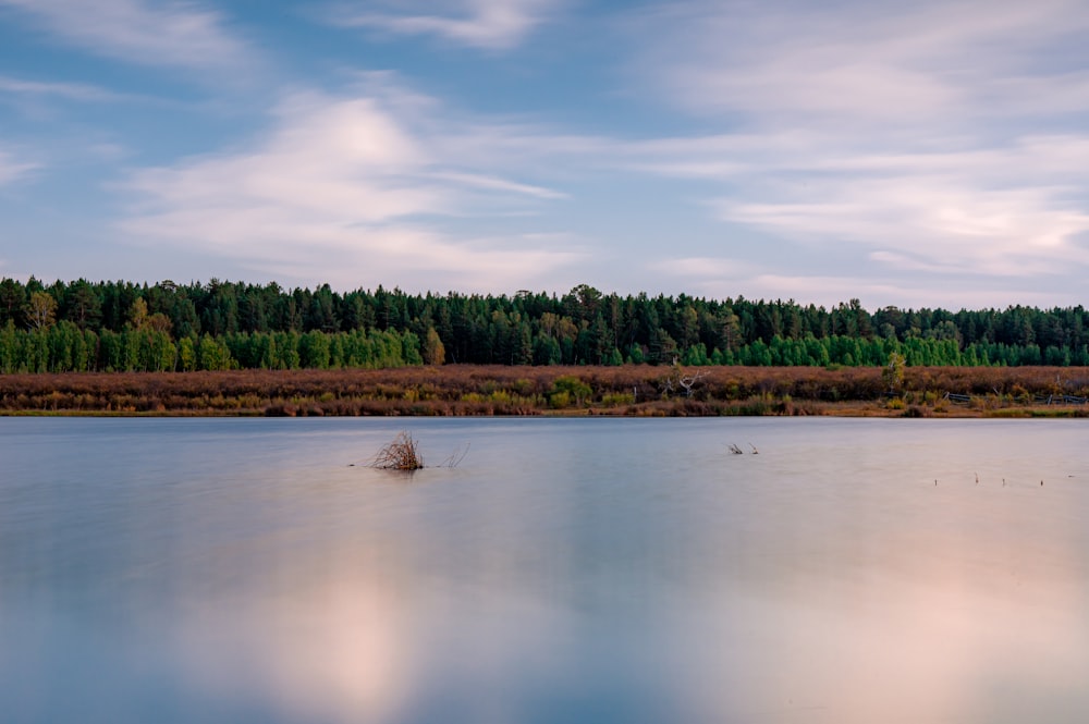 a large body of water surrounded by trees