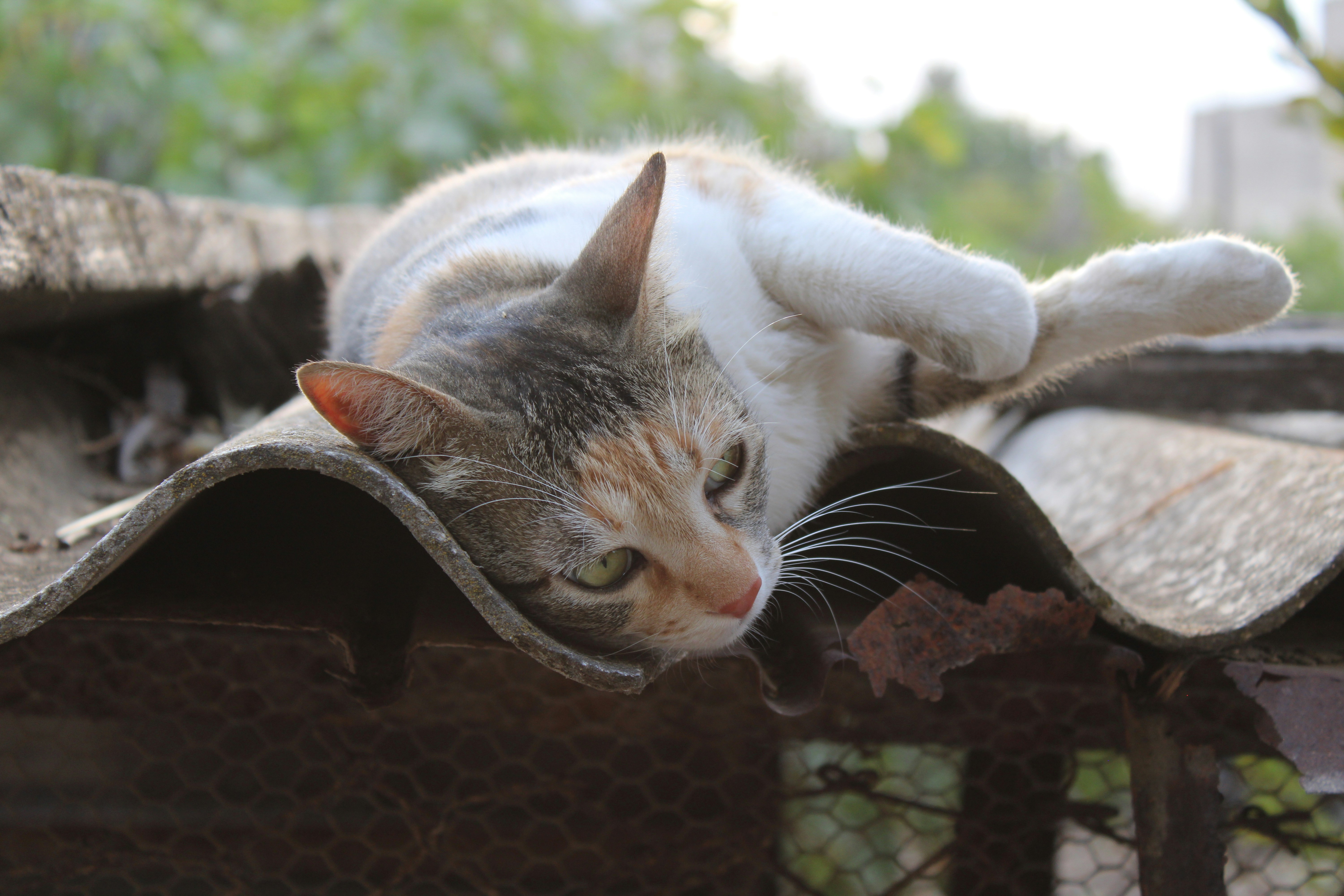 a cat laying on top of a wooden bench