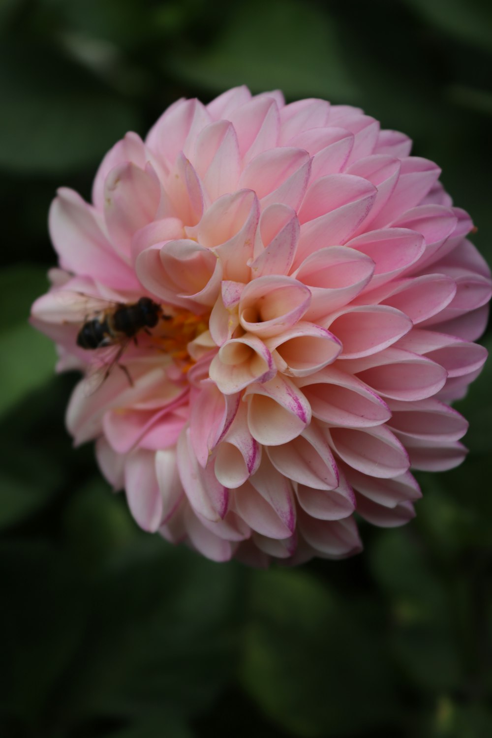 eine rosa Blume mit einer Biene darauf