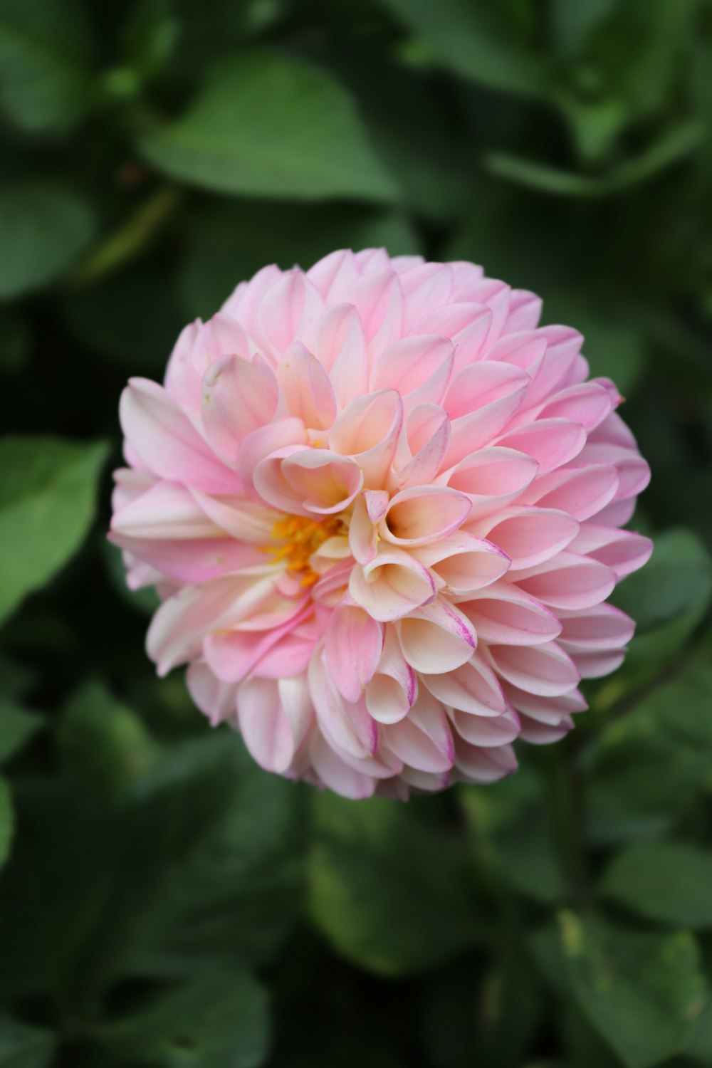 a pink flower with green leaves in the background