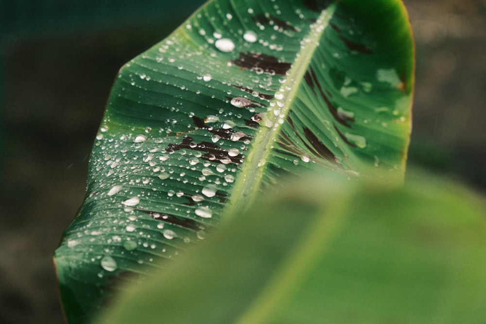 a green leaf with water droplets on it