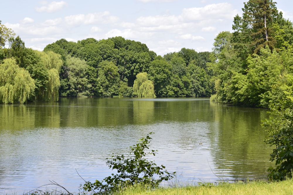 a large body of water surrounded by trees