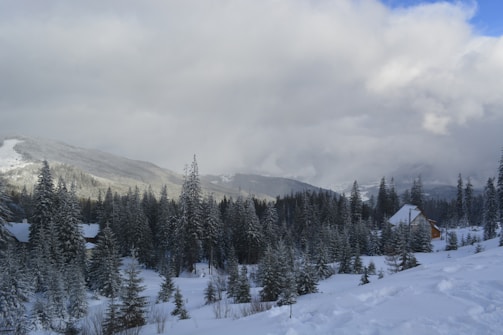 a snowy landscape with trees and mountains in the background