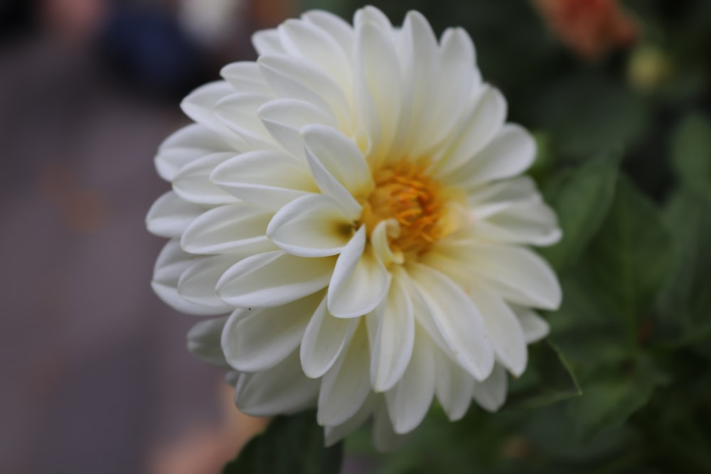 a close up of a white flower with green leaves