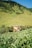 A happy farmer standing in a lush green pasture with cattle in the background.