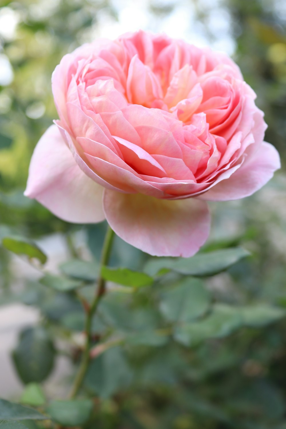 a pink flower with green leaves in the background