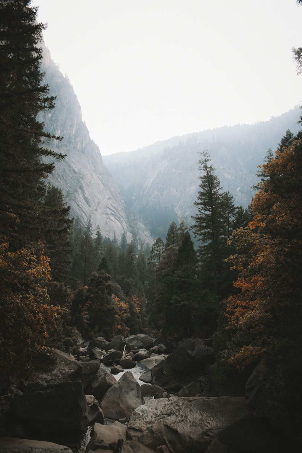 a river running through a forest filled with lots of trees