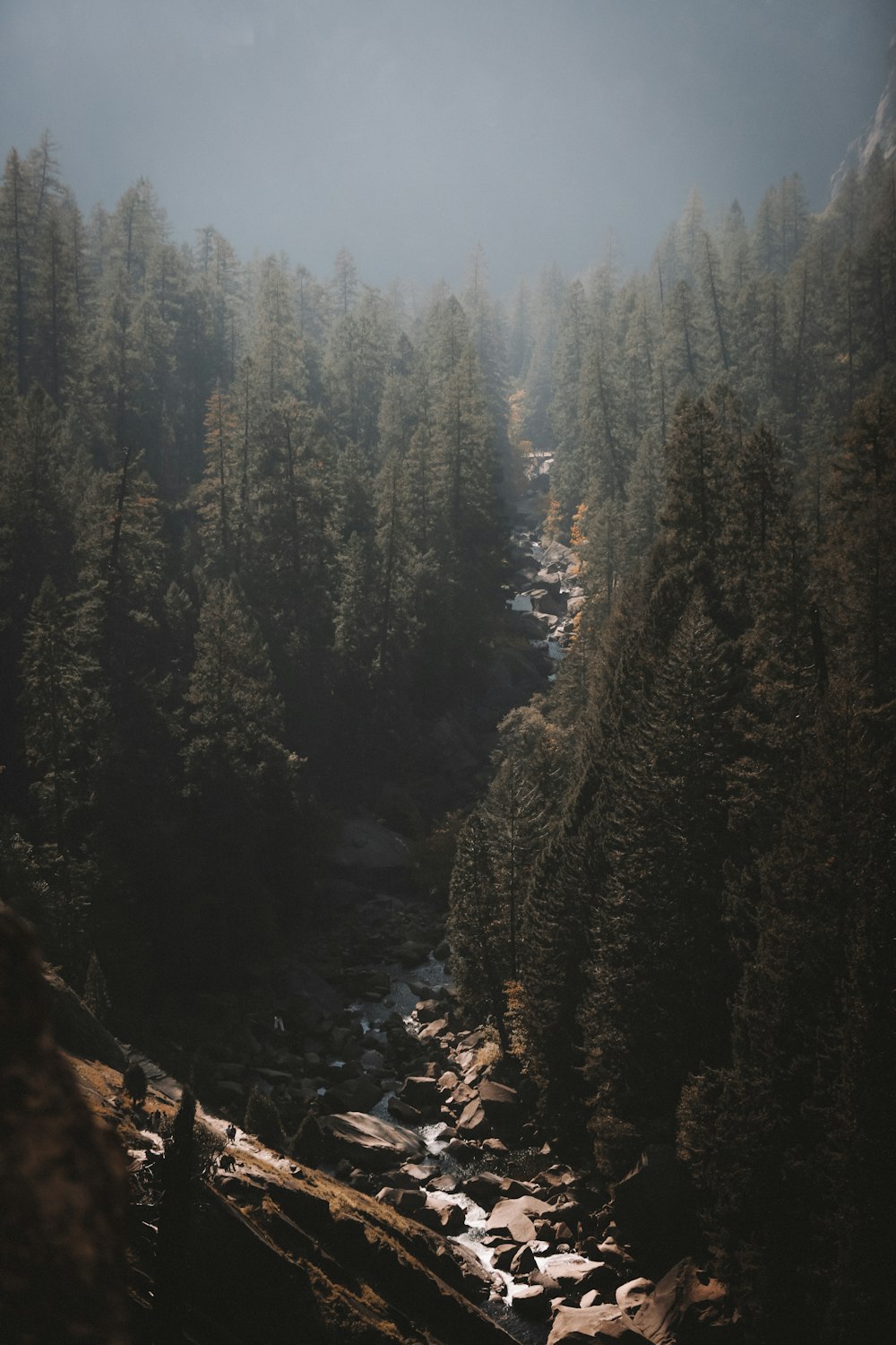 a river running through a forest filled with lots of trees