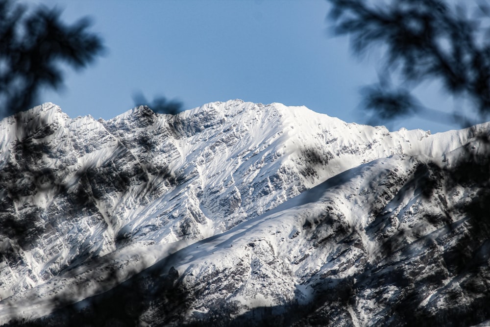a snow covered mountain is seen through the branches of a pine tree