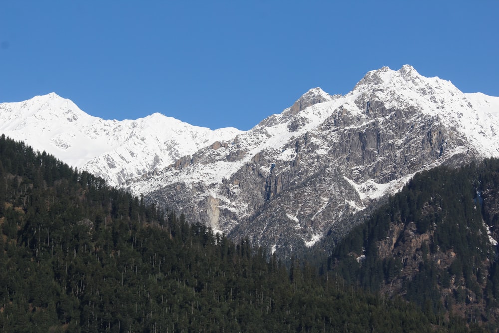 a snow covered mountain with pine trees in the foreground