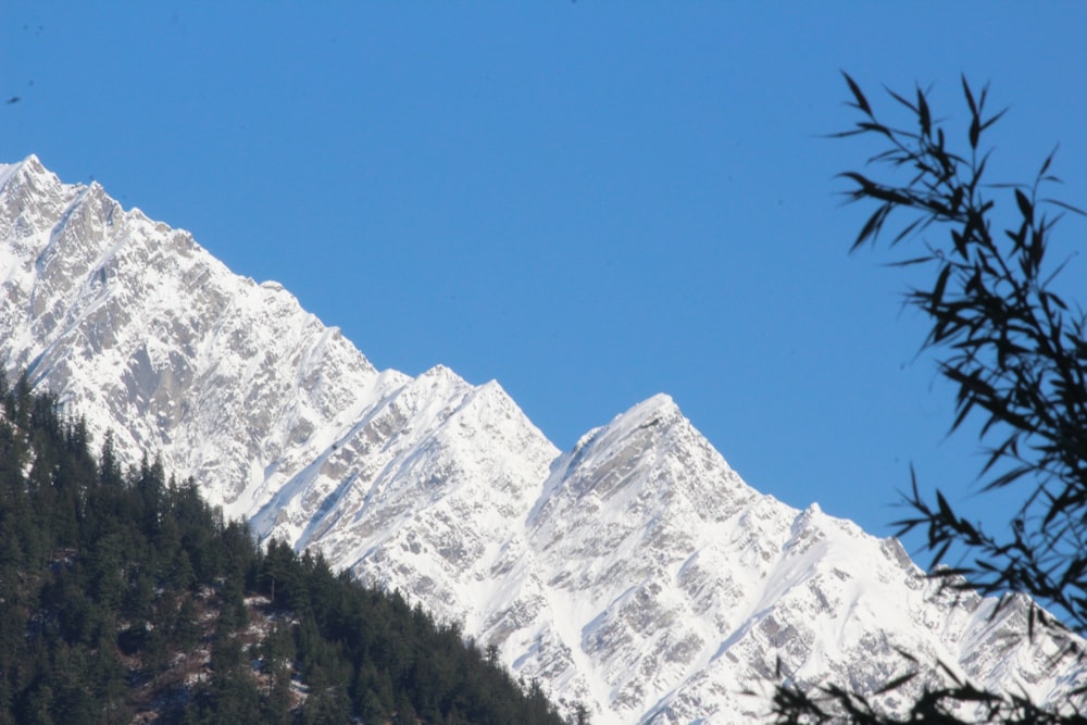 uma vista de uma montanha coberta de neve com árvores em primeiro plano