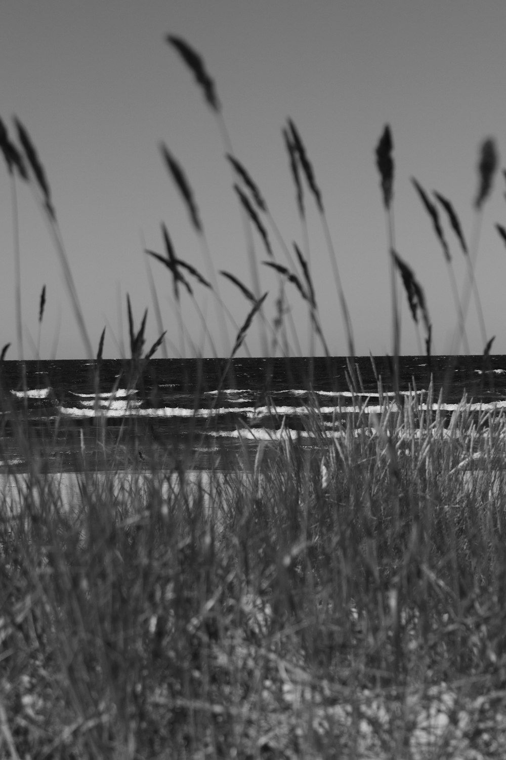 a black and white photo of a beach with tall grass